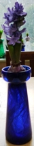 Delft Blue hyacinth