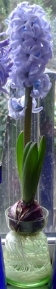 Delft Blue hyacinth