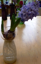 Delft Blue hyacinth