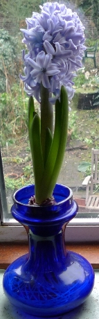 Delft Blue hyacinth