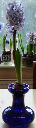 Delft Blue hyacinth 
