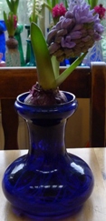 Delft Blue hyacinth