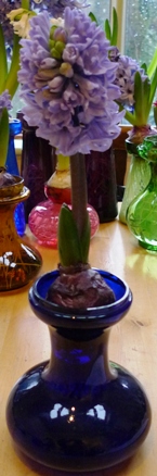 Delft Blue hyacinth 