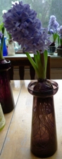 Delft Blue hyacinth