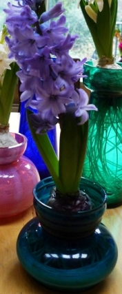 Delft Blue hyacinth