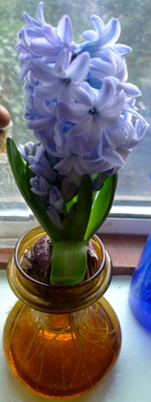 Delft Blue hyacinth 
