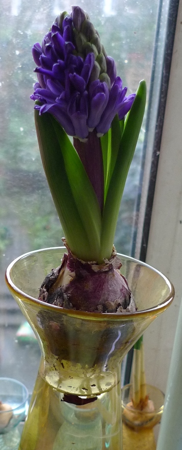 hyacinth flower in forcing vase