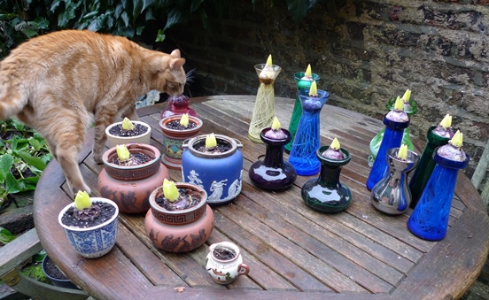 hyacinth vases