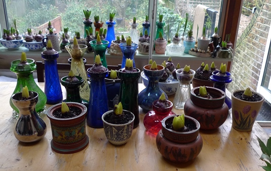 hyacinth vases