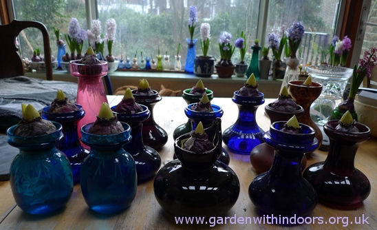 hyacinth vases out of the dark
