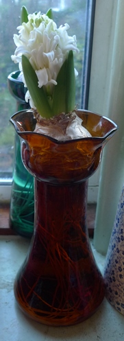 white hyacinth in amber vase