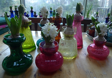 white pearl hyacinths in vases