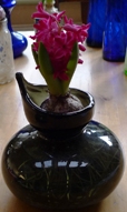Jan Bos hyacinth in willow Broste  hyacinth vase