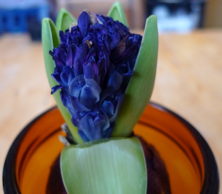 wilted Peter Stuyvesant hyacinth 