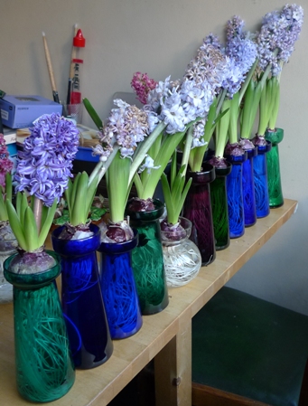 wilting hyacinths in vases