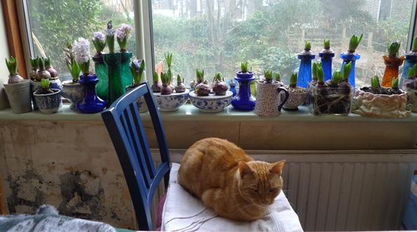 forced hyacinths on windowsill