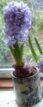 Delft Blue hyacinth