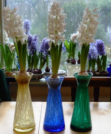 Ailos hyacinths in bloom in vases