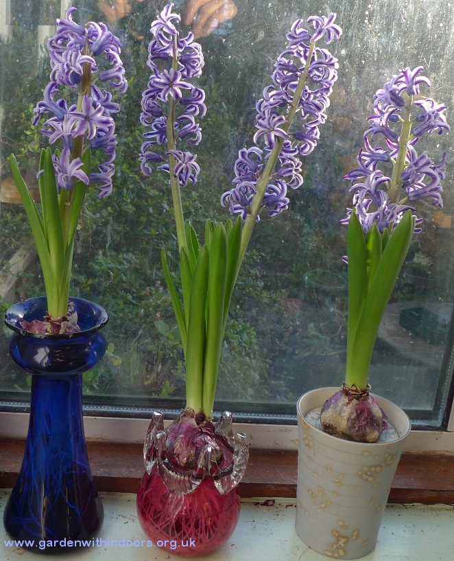 Blue Jacket hyacinths