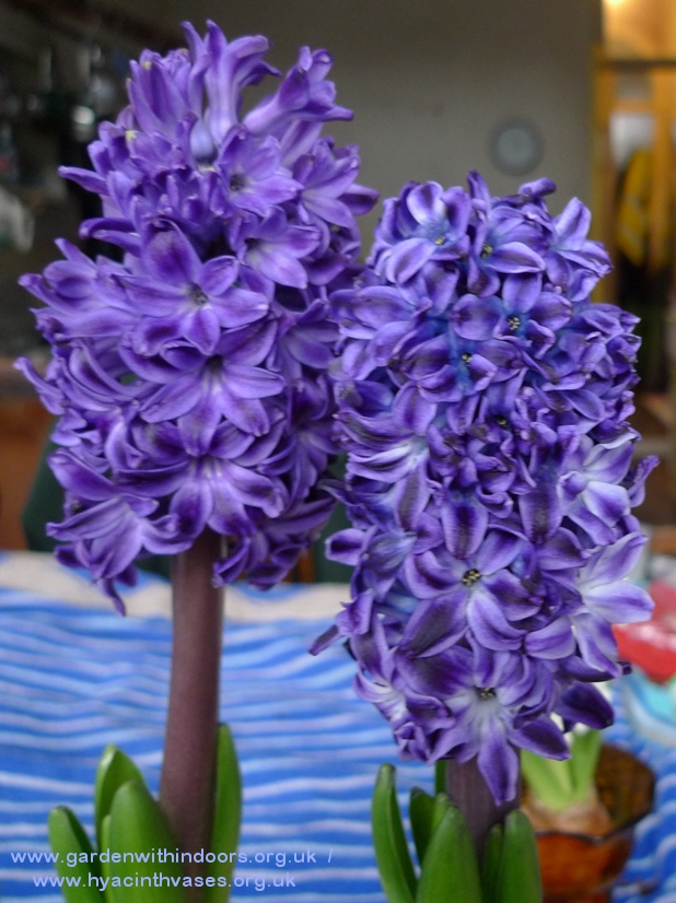 Blue Sapphire hyacinths