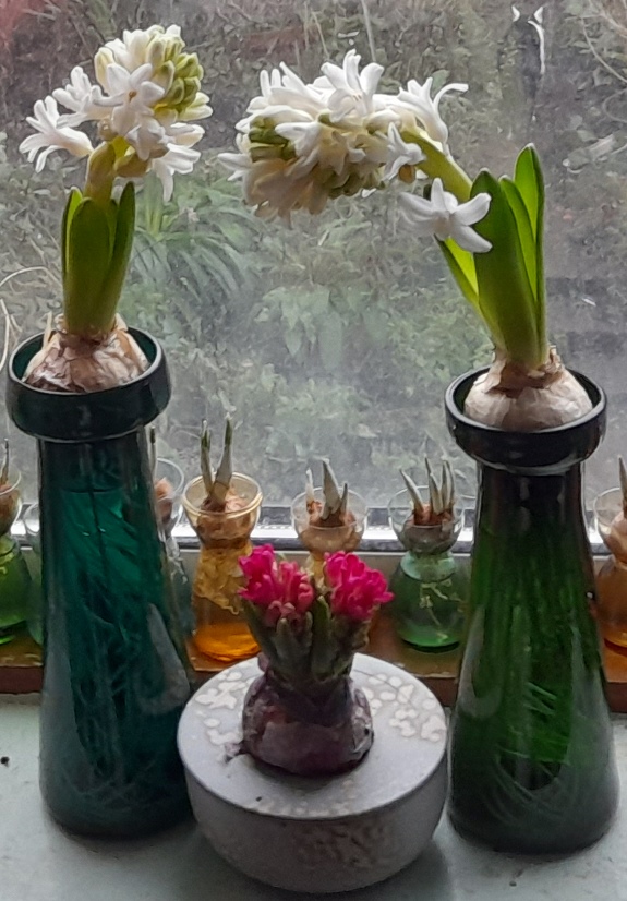 hyacinths in bloom Christmas Day 2022