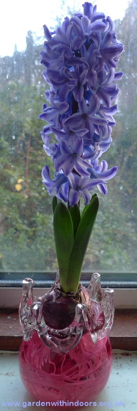 forced Delft Blue hyacinth