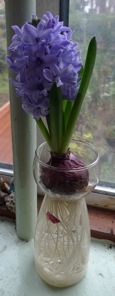 Delft Blue hyacinth in forcing vase