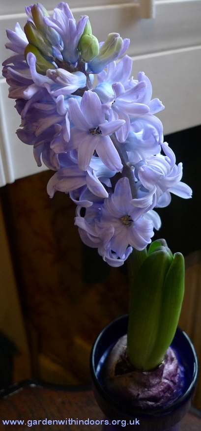 Delft Blue hyacinth close-up