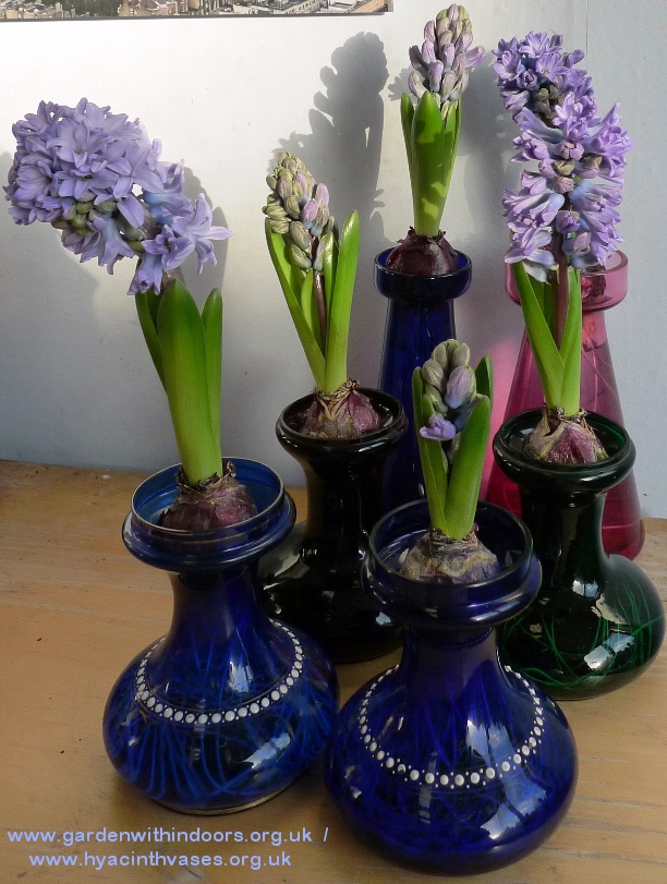 Delft Blue hyacinths flowers and buds in hyacinth vases