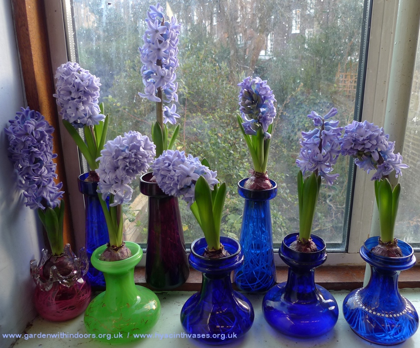 forced Delft Blue hyacinths in hyacinth vases
