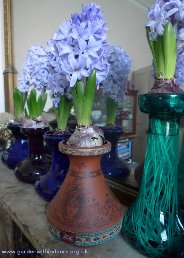 forced hyacinth in terracotta vase