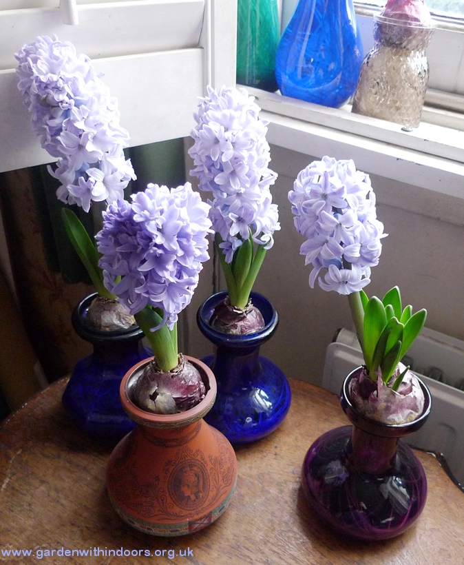 forced hyacinths 