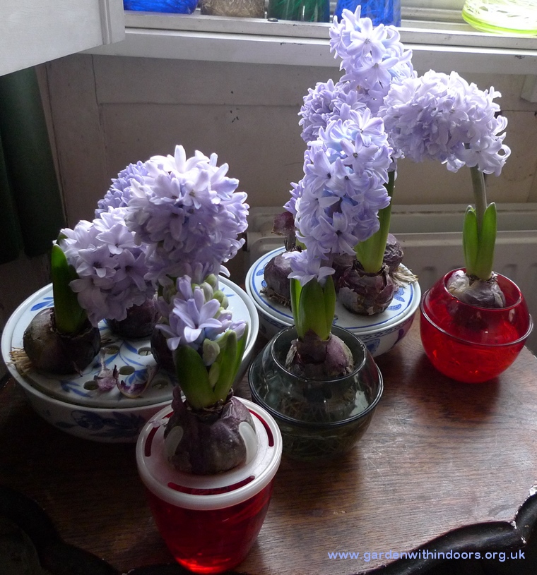 forced hyacinths