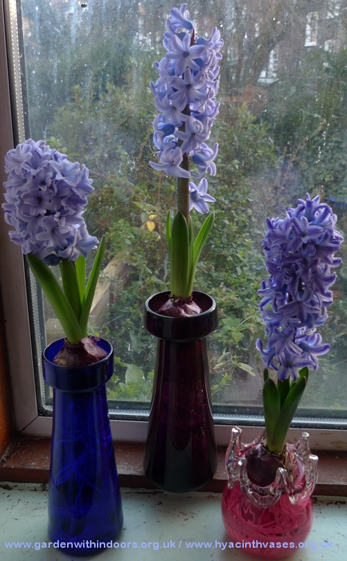 Delft Blue forced hyacinths in hyacinth vases