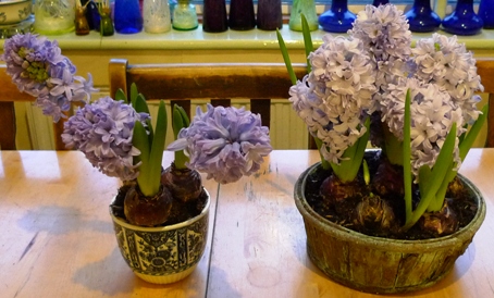 Delft blue hyacinths in pots