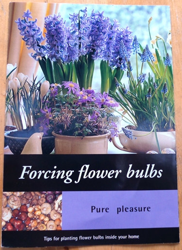 Forcing Flower Bulbs Pure Pleaseure