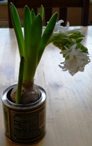 LInnocence hyacinth