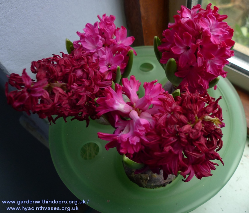 forced Jan Bos hyacinths in Davidson bulb bowl