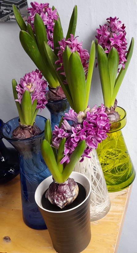 Miss Saigon hyacinths