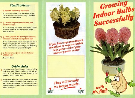 Growing Indoor Bulbs Successfully with Mr Bulb page 1