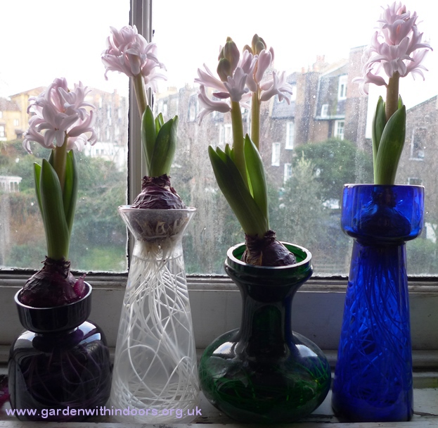 Pink Elephant hyacinths in hyacinth vases