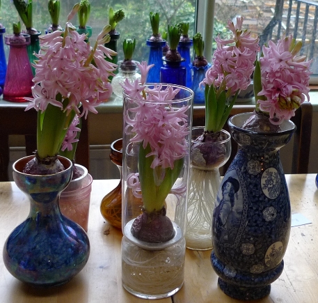 Pink Pearl hyacinths