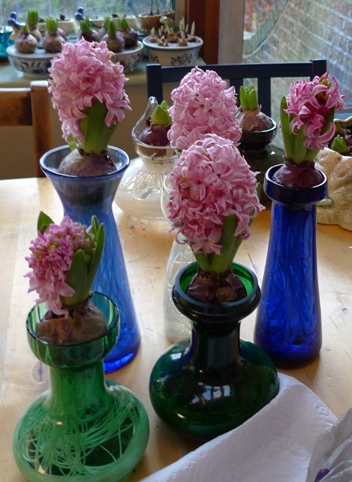 Pink Pearl hyacinth bulbs in vases