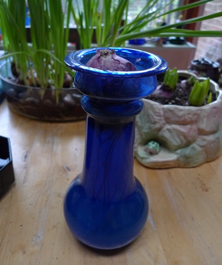 rotten hyacinth bulb in Richmond vase