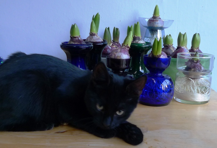 cat hyacinth vases