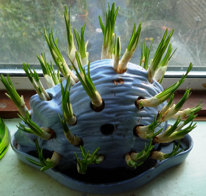 Wedgwood hedgehog with crocus bulbs