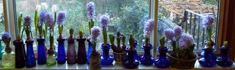 Delft Blue hyacinths January