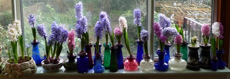 forced hyacinths in bloom in January