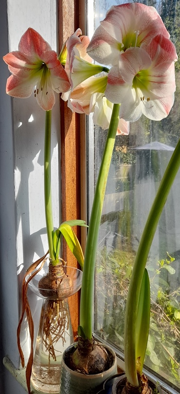 Apple Blossom amaryllis