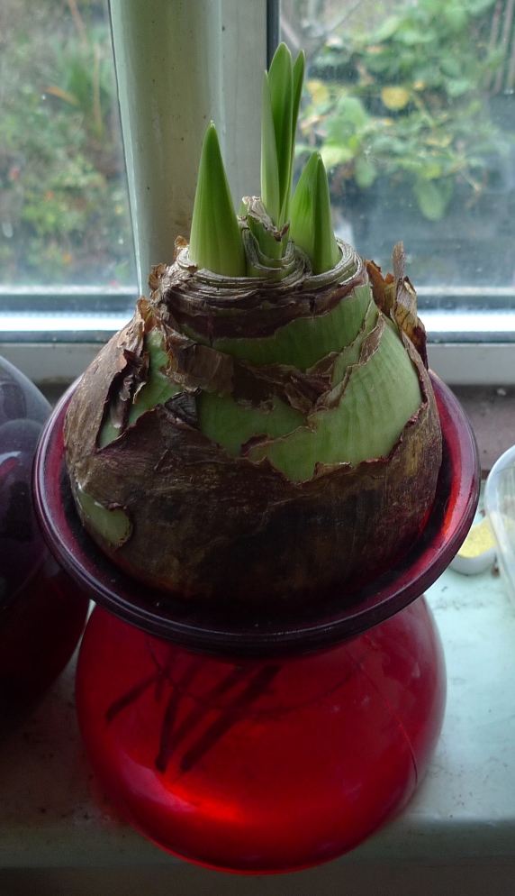 amaryllis bulb in amaryllis vase